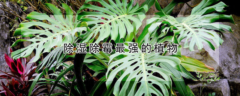 除濕除霉最強(qiáng)的植物