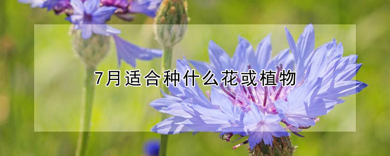 7月適合種什么花或植物