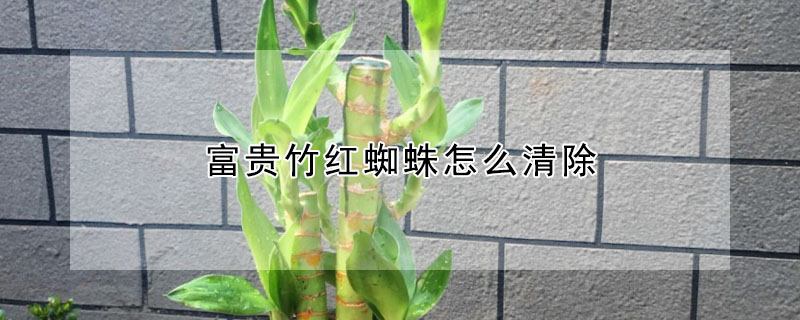 富貴竹紅蜘蛛怎么清除