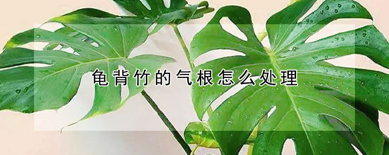 龜背竹的氣根怎么處理