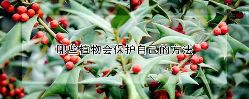 哪些植物會(huì)保護(hù)自己的方法