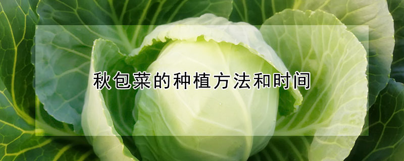 秋包菜的種植方法和時間