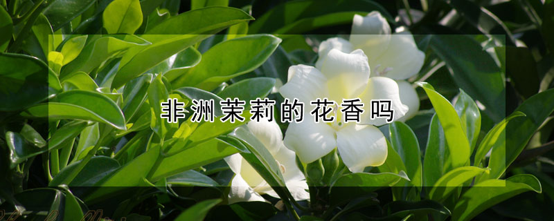 非洲茉莉的花香嗎