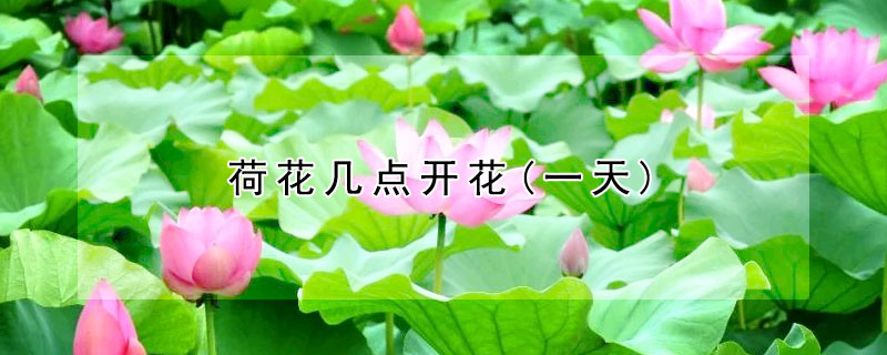 荷花幾點(diǎn)開(kāi)花(一天)