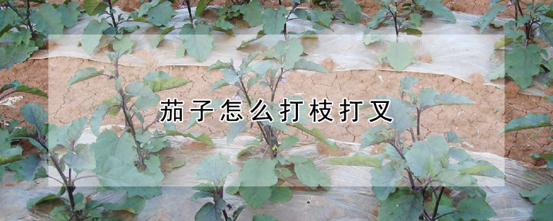 茄子怎么打枝打叉