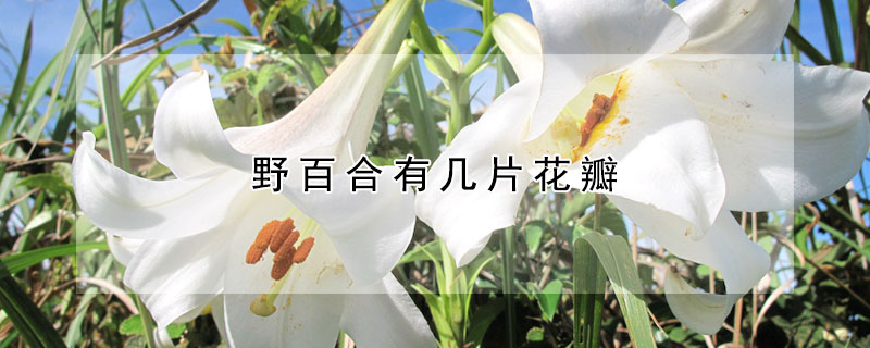 野百合有幾片花瓣