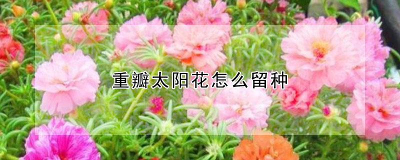 重瓣太陽花怎么留種