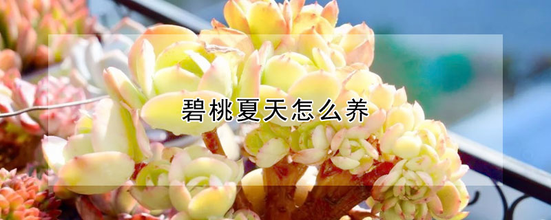 碧桃夏天怎么養(yǎng)