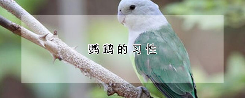 鸚鵡的習(xí)性