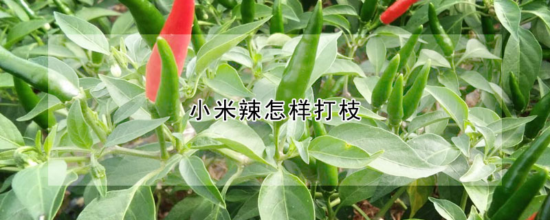 小米辣怎樣打枝