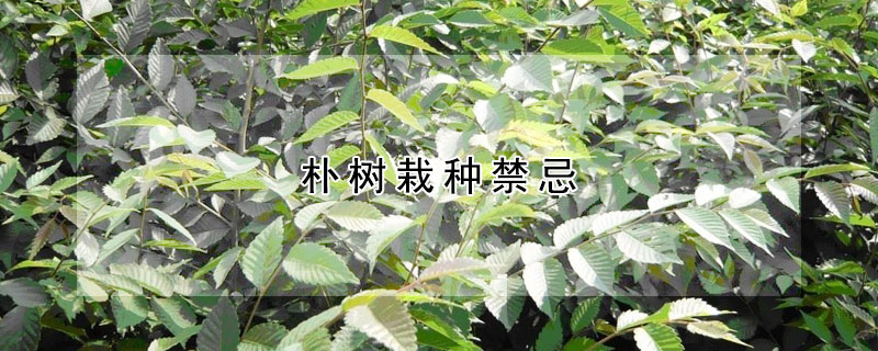 樸樹栽種禁忌