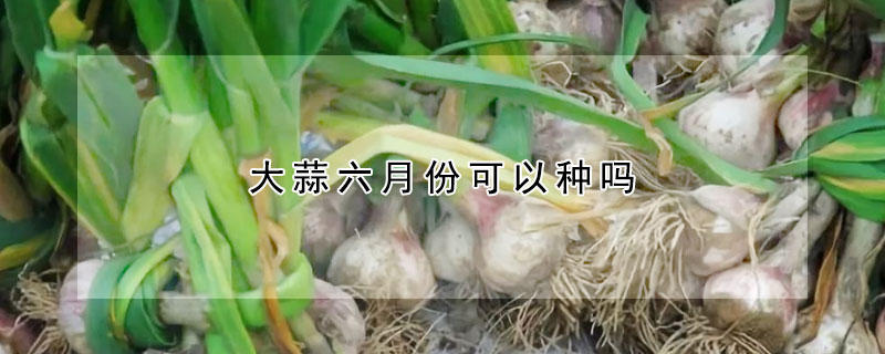 大蒜六月份可以種嗎