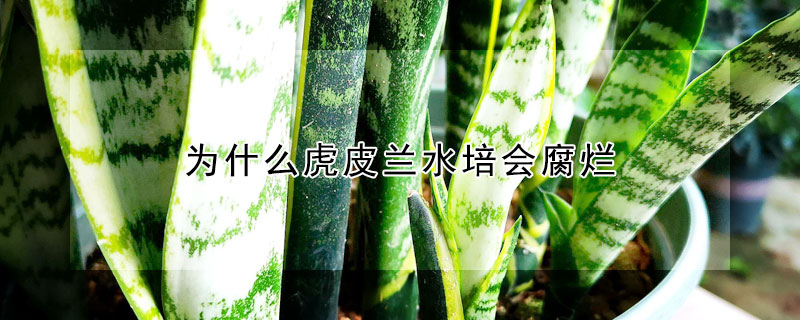 為什么虎皮蘭水培會(huì)腐爛