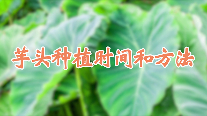 芋頭種植時間和方法