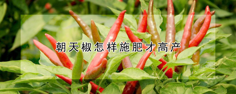 朝天椒怎樣施肥才高產(chǎn)