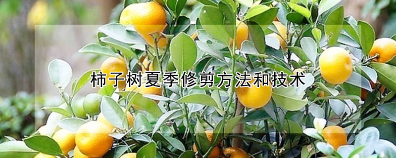 柿子樹夏季修剪方法和技術(shù)