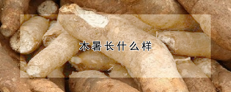 木暑長(zhǎng)什么樣