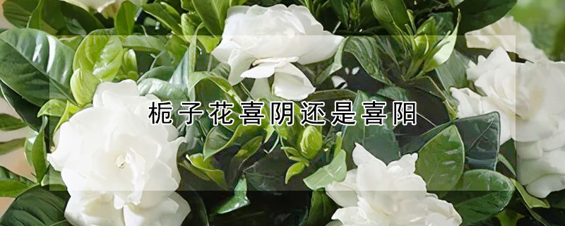 梔子花喜陰還是喜陽