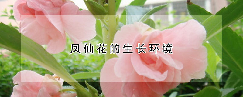 鳳仙花的生長環(huán)境