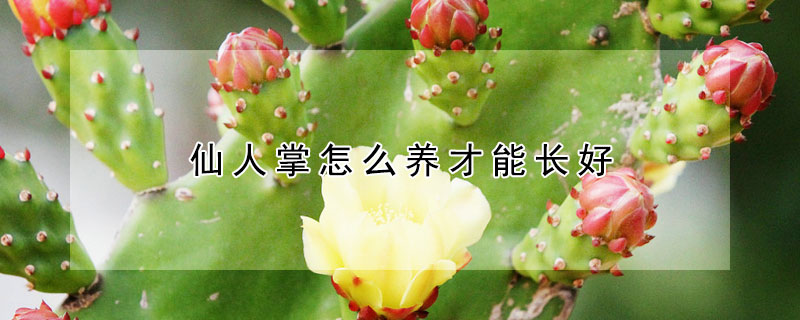 仙人掌怎么養(yǎng)才能長(zhǎng)好