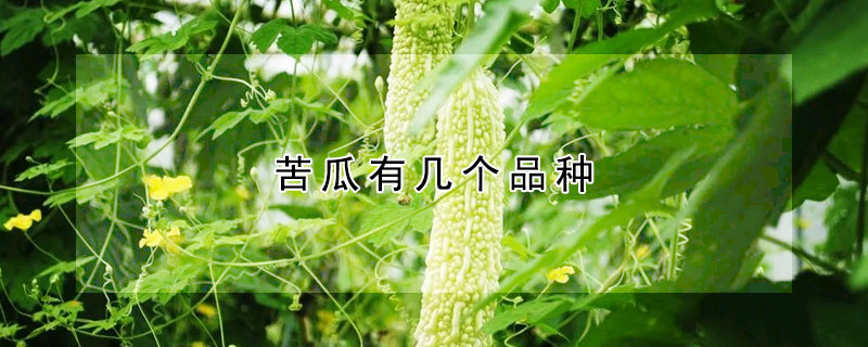 苦瓜有幾個(gè)品種