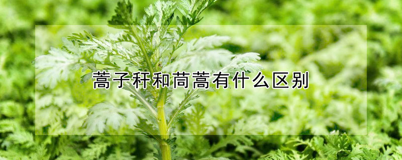 蒿子稈和茼蒿有什么區別