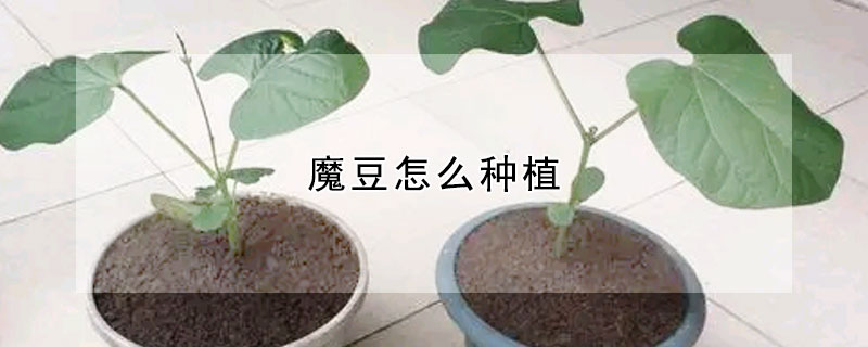 魔豆怎么種植