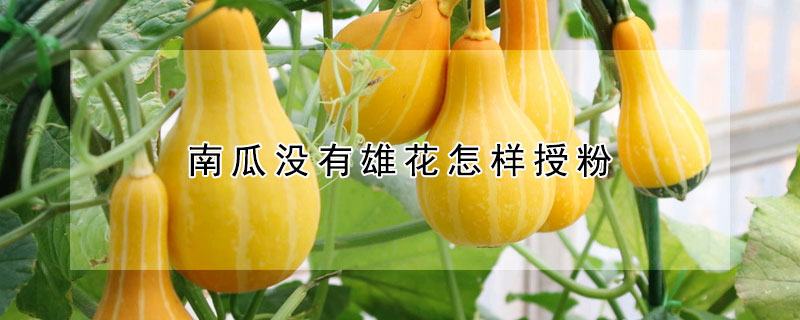 南瓜沒(méi)有雄花怎樣授粉