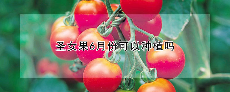 圣女果6月份可以種植嗎