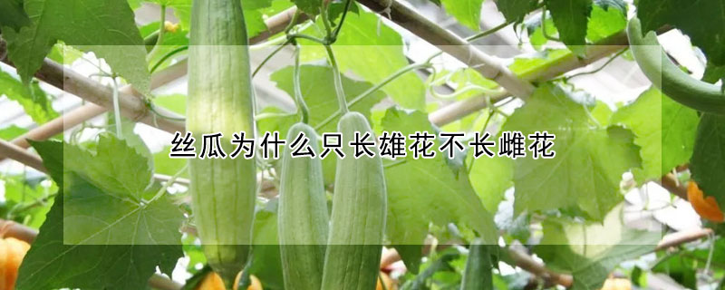 絲瓜為什么只長(zhǎng)雄花不長(zhǎng)雌花