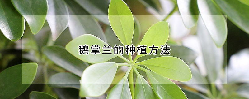 鵝掌蘭的種植方法