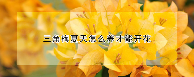 三角梅夏天怎么養(yǎng)才能開(kāi)花