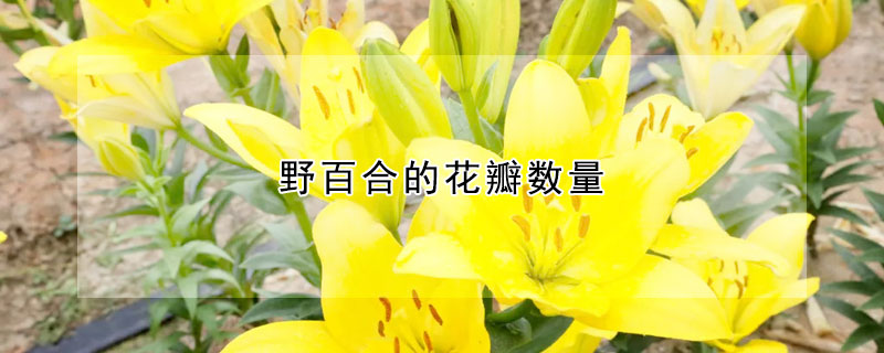 野百合的花瓣數(shù)量