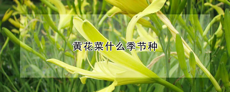 黃花菜什么季節種