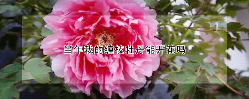 當(dāng)年栽的纏枝牡丹能開(kāi)花嗎