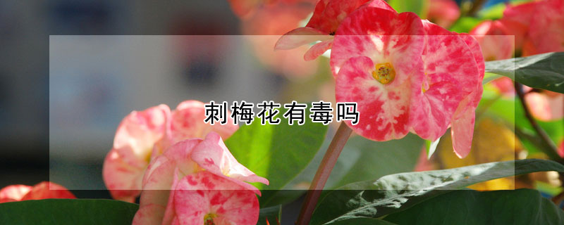 刺梅花有毒嗎