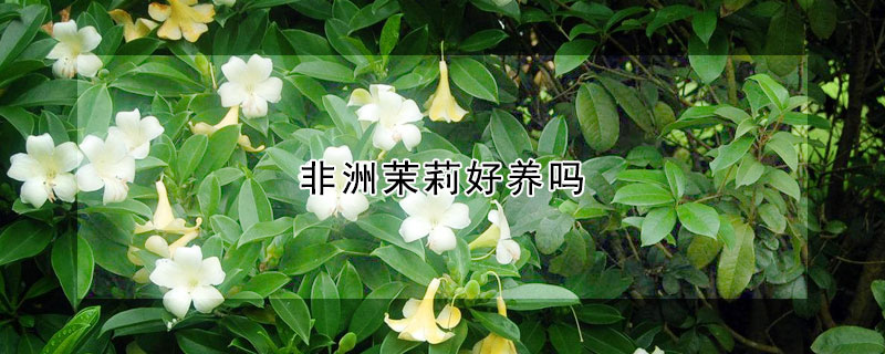 非洲茉莉好養(yǎng)嗎