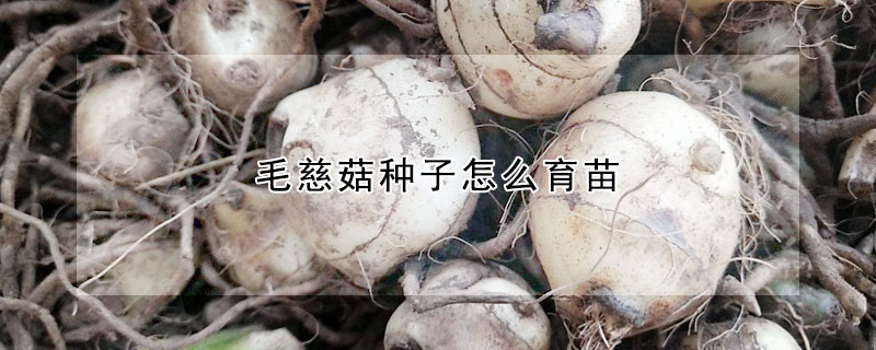 毛慈菇種子怎么育苗