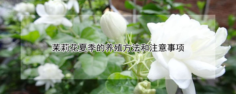 茉莉花夏季的養殖方法和注意事項