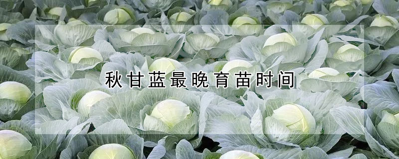 秋甘藍最晚育苗時間