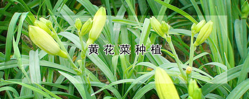 黃花菜種植