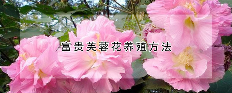 富貴芙蓉花養殖方法