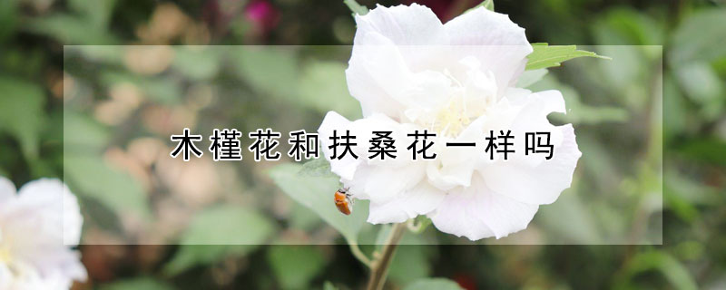 木槿花和扶桑花一樣嗎