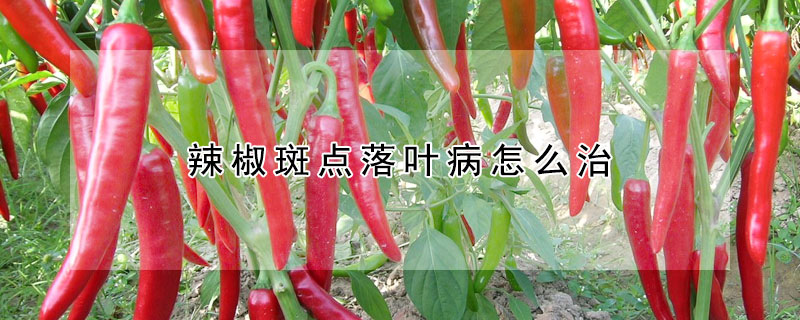 辣椒斑點(diǎn)落葉病怎么治