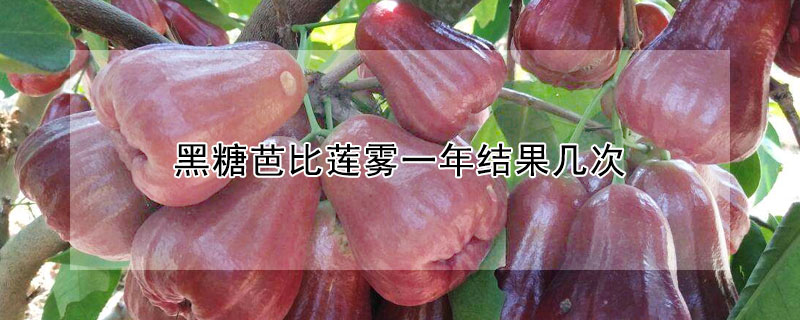 黑糖芭比蓮霧一年結果幾次