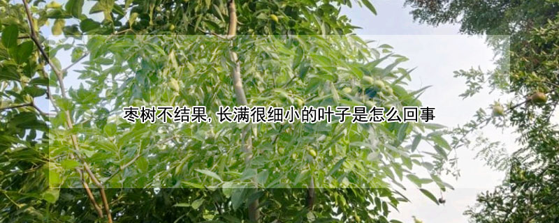 棗樹不結果,長滿很細小的葉子是怎么回事