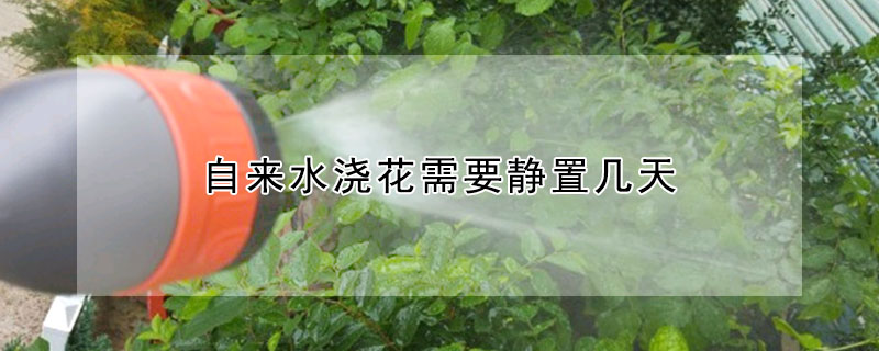 自來水澆花需要靜置幾天