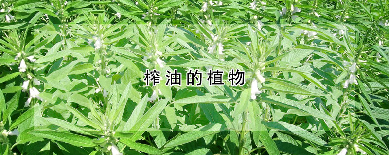 榨油的植物