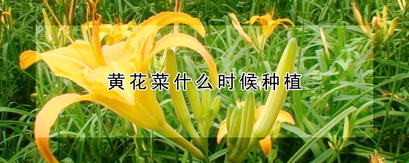 黃花菜什么時候種植