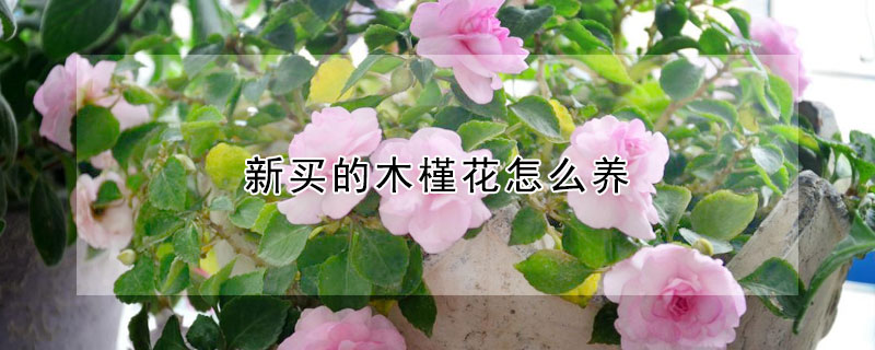 新買(mǎi)的木槿花怎么養(yǎng)